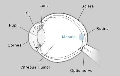 VisionWeb